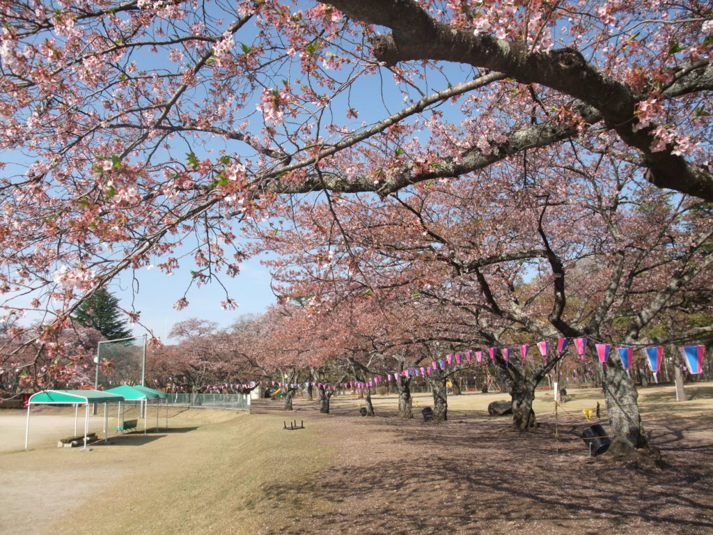 2019.4.22 葉桜